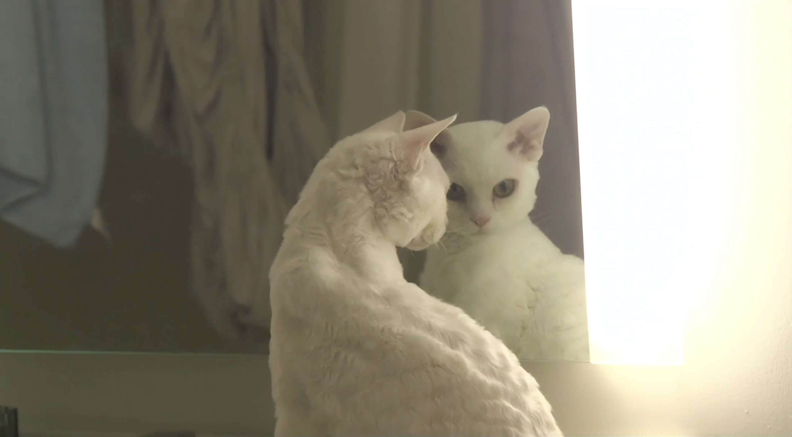 A cat seen through a reflective interior composition.